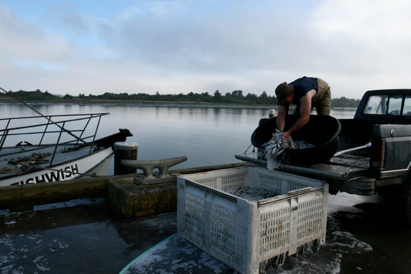 A North Coast fishermen offloads a catch of night smelt. Credit: CFR West