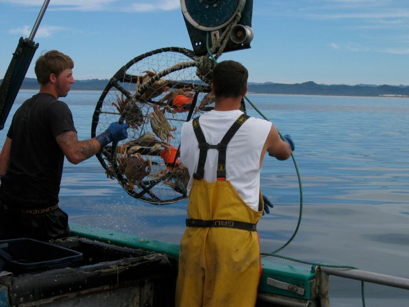 North Coast fishermen reel up a crab pot with Dungeness crab. Credit: CFR West