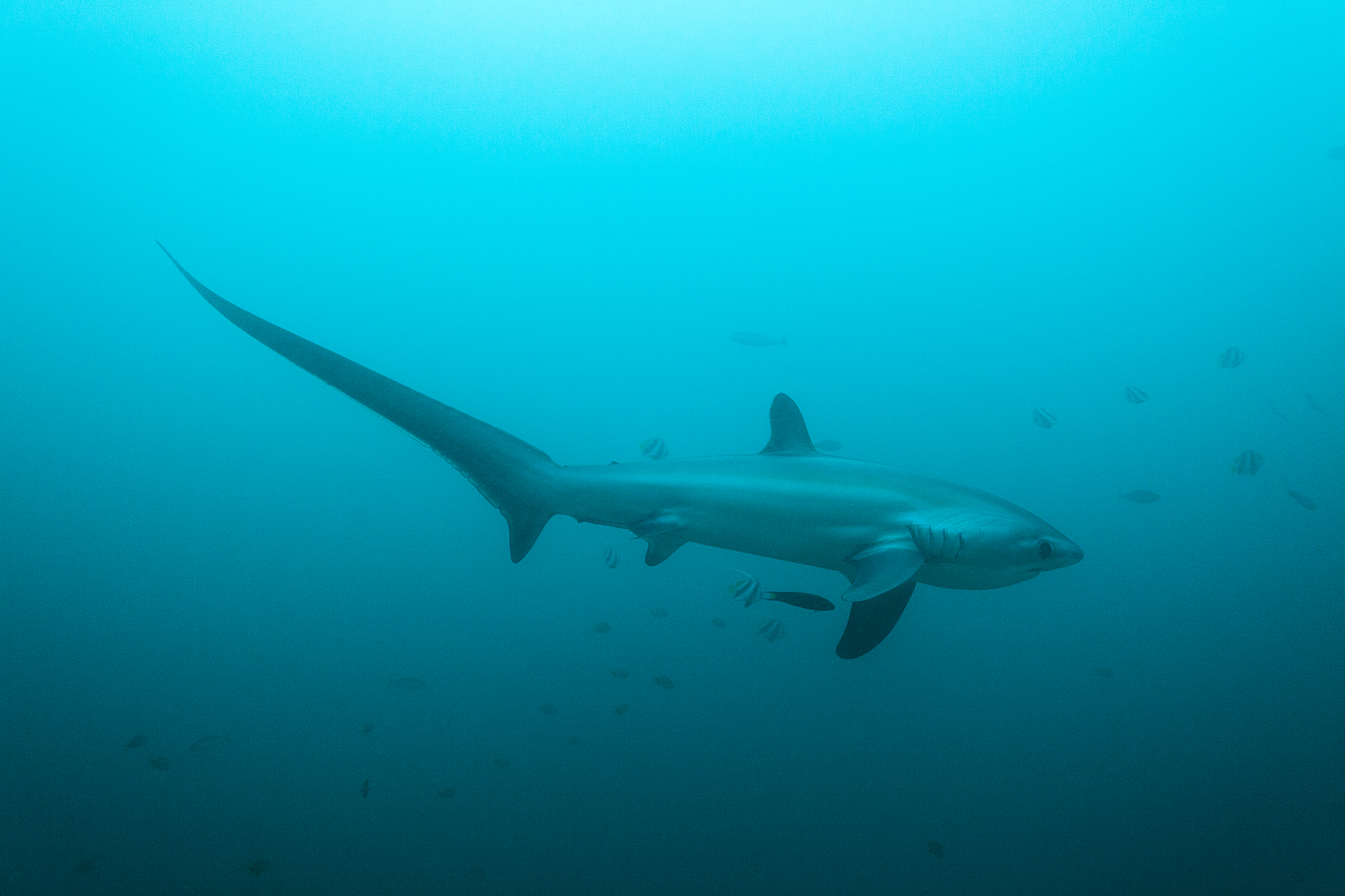 Pacific Common Thresher Shark