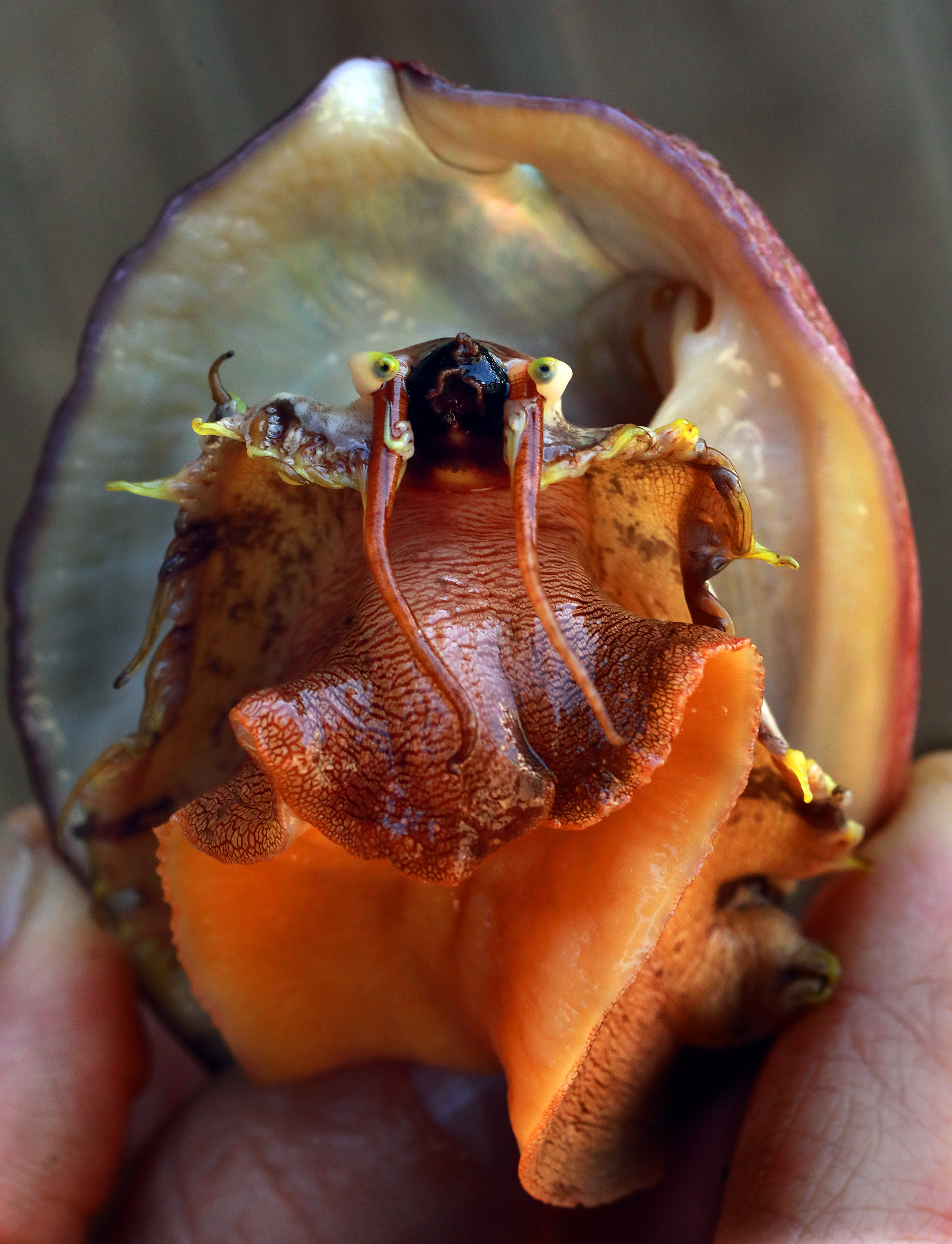 A white abalone showing its distinctive face, with two long cephalic tentacles below its eyes. These tentacles are how the abalone sense the surrounding environment. Photo by John Burgess.