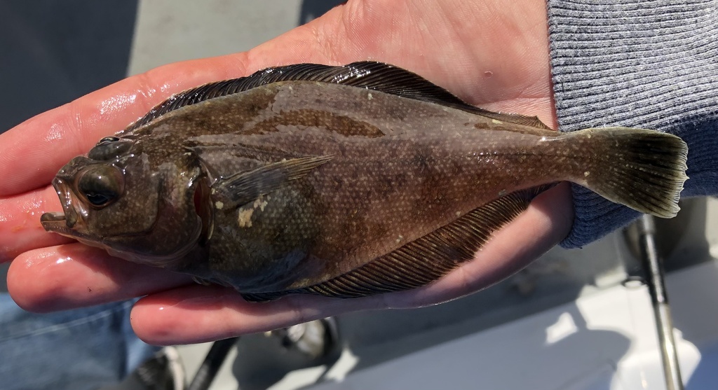 Pacific Sanddab