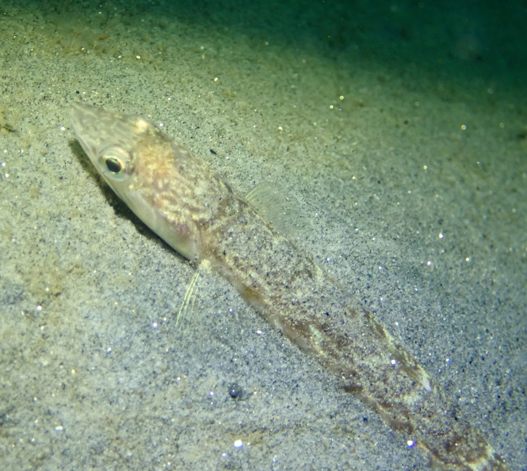 California lizardfish camouflaged under substrate