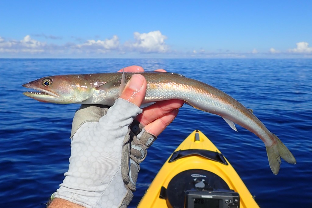 lizardfish held above a kayak