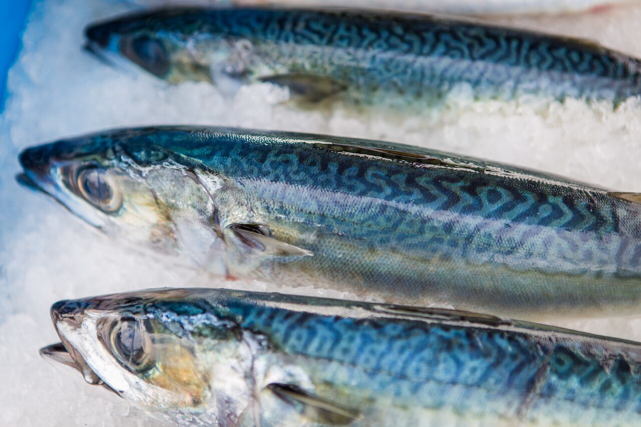 Pacific mackerel on ice