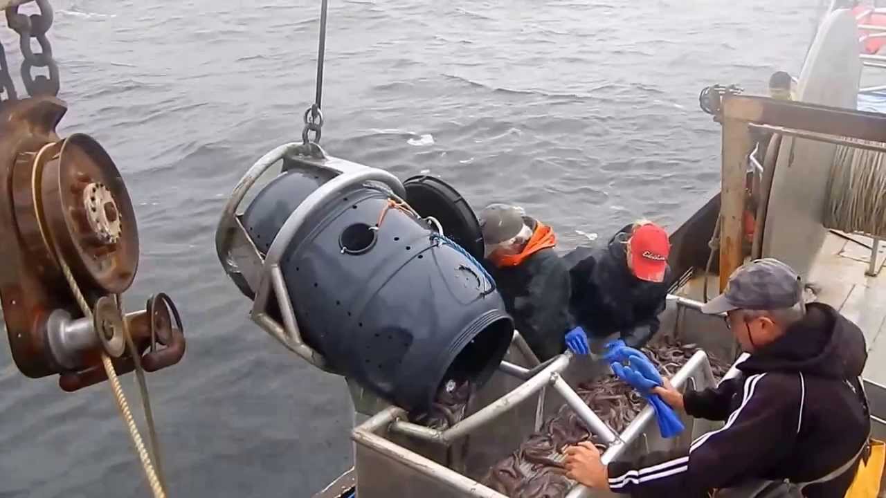 Fishermen emptying a 5-gallon bucket full of hagfish