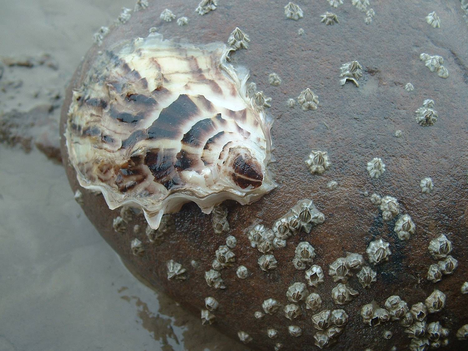 Pacific Oyster