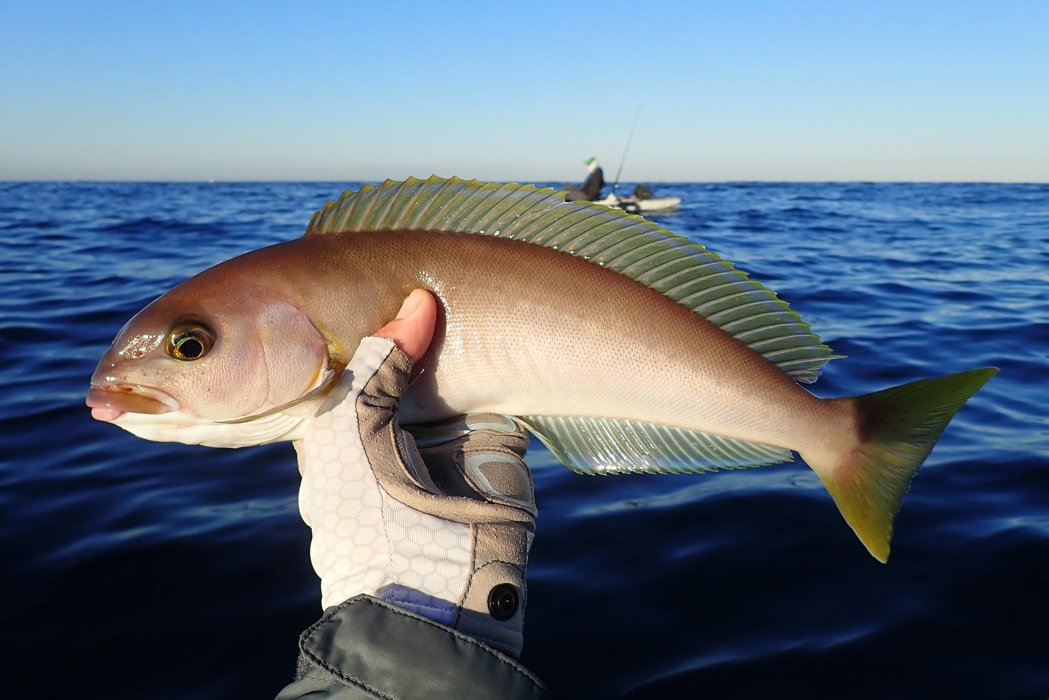 Ocean whitefish held aloft by fisherman, kayak fisherman in background