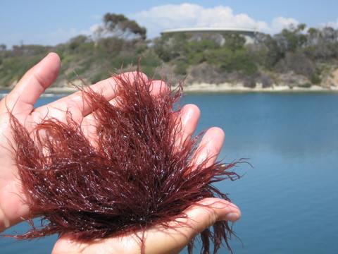 Hand holding red ogo seaweed