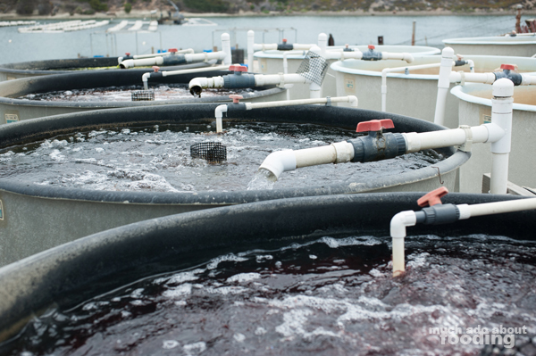 Tubs set for aquaculture of seaweed