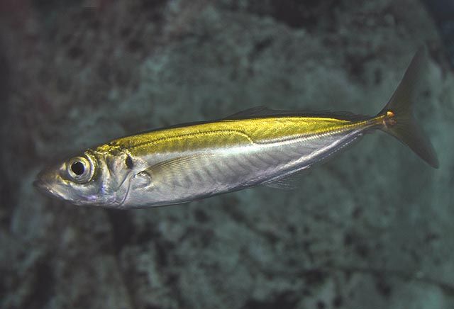 Jack Mackerel