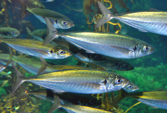 school of Jack Mackerel