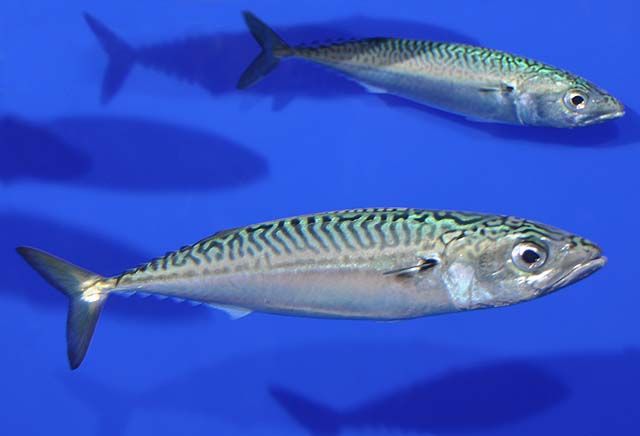 School of Pacific Mackerel