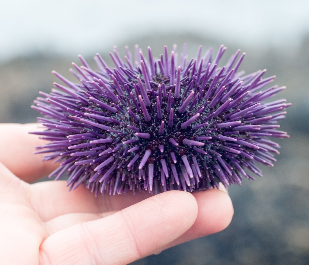 Hand holding purple sea urchin