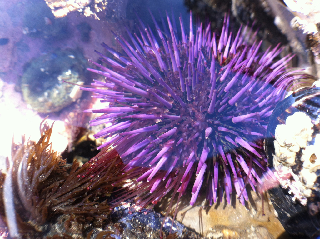 Purple Sea Urchin