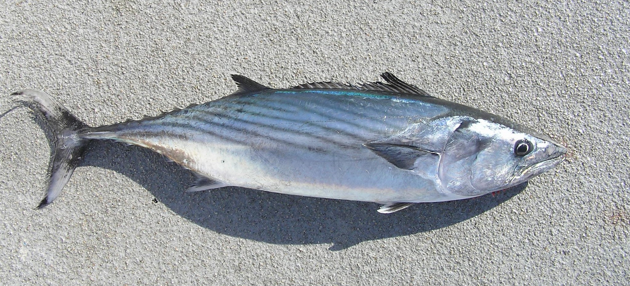 Pacific bonito on sand