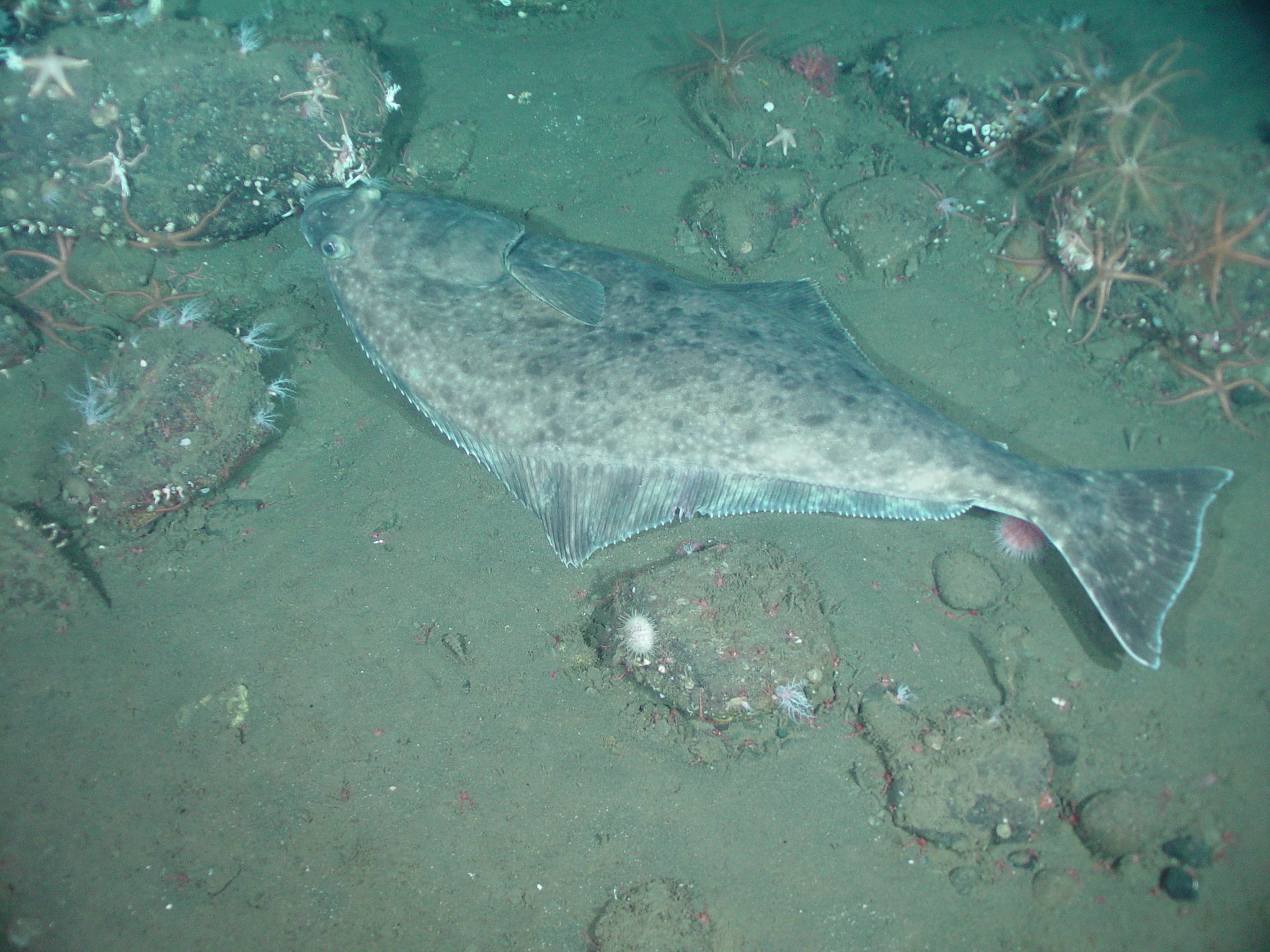 Pacific halibut on top of substrate amongst deep sea organisms and rocks