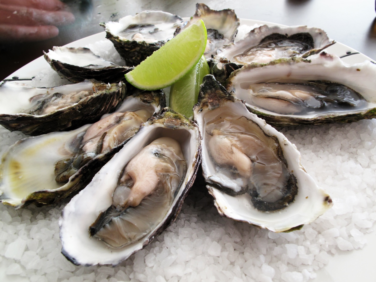 shucked oysters displayed with a wedge of lime