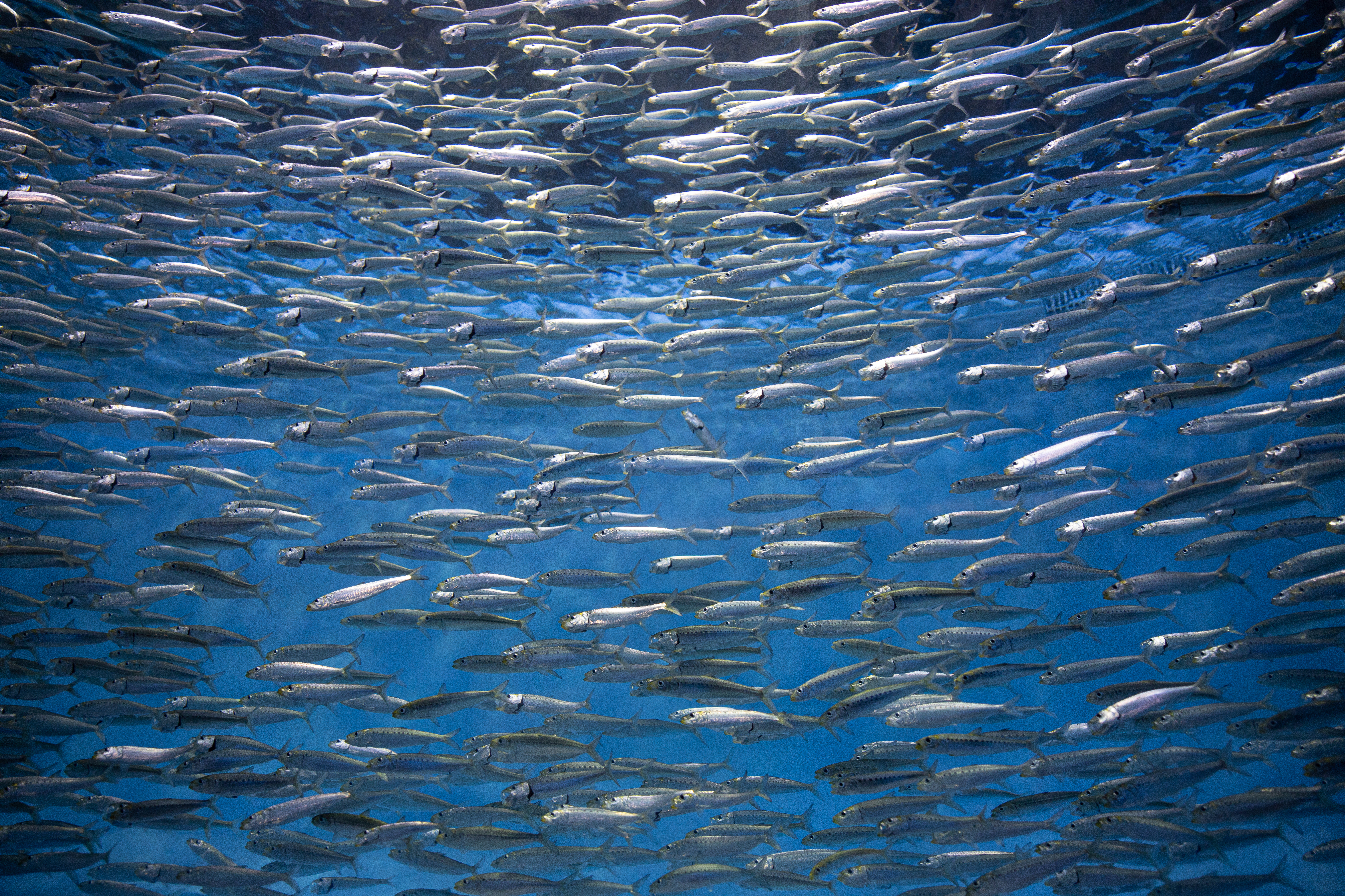 school of pacific sardines