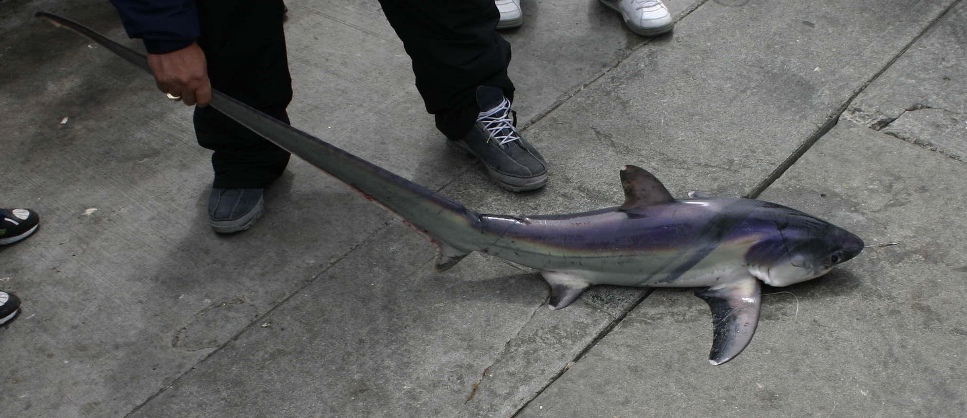 small Pacific Common Thresher Shark