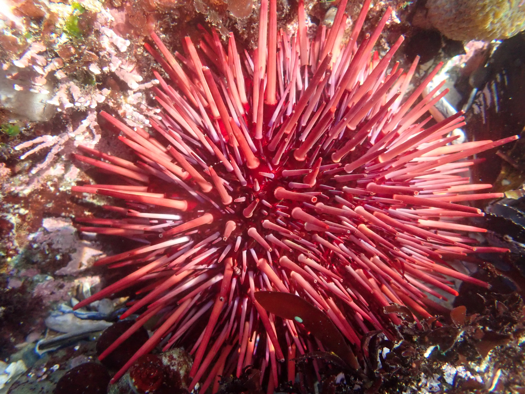 red sea urchin amongst substrate