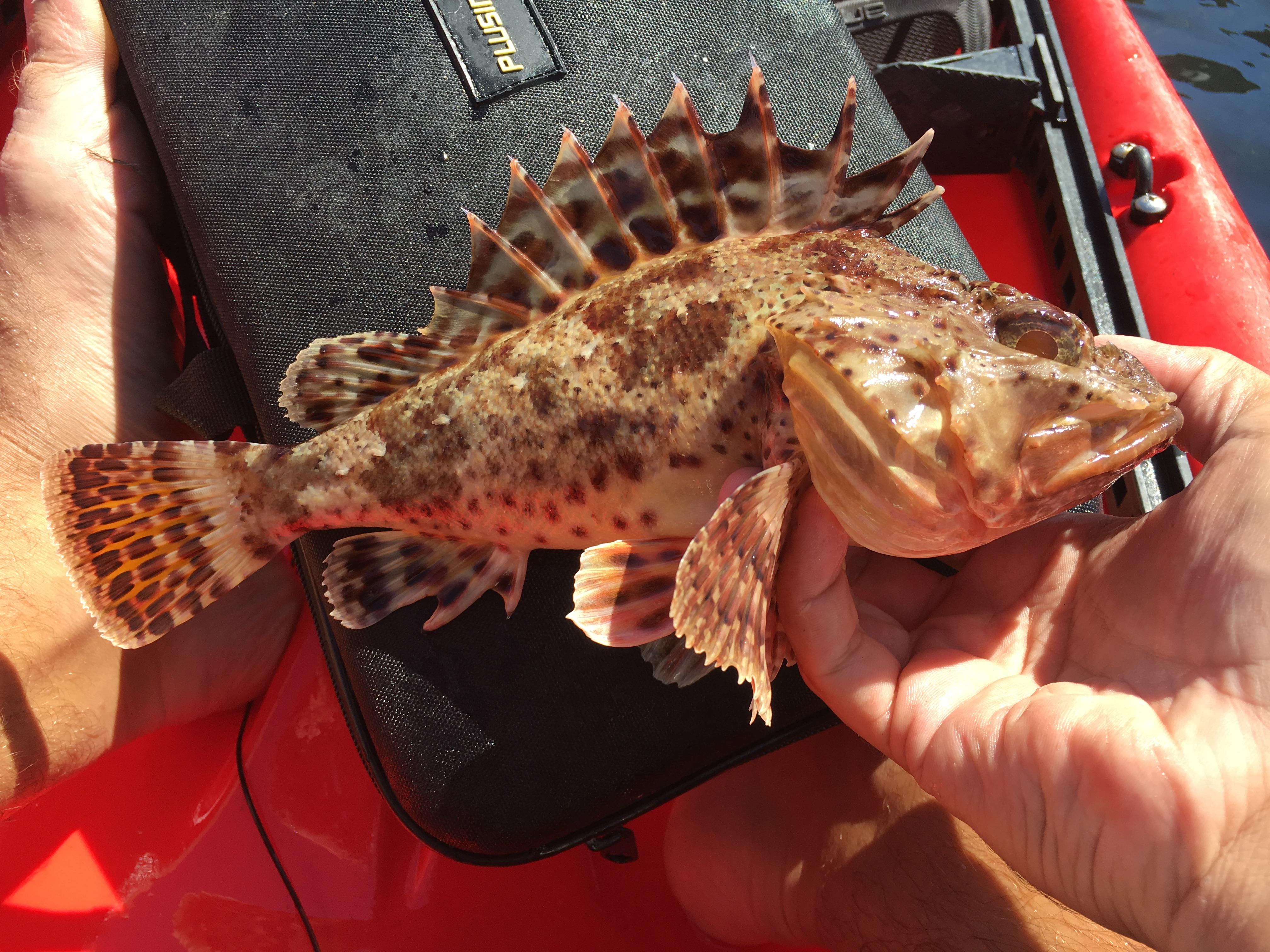 California scorpionfish caught by an angler