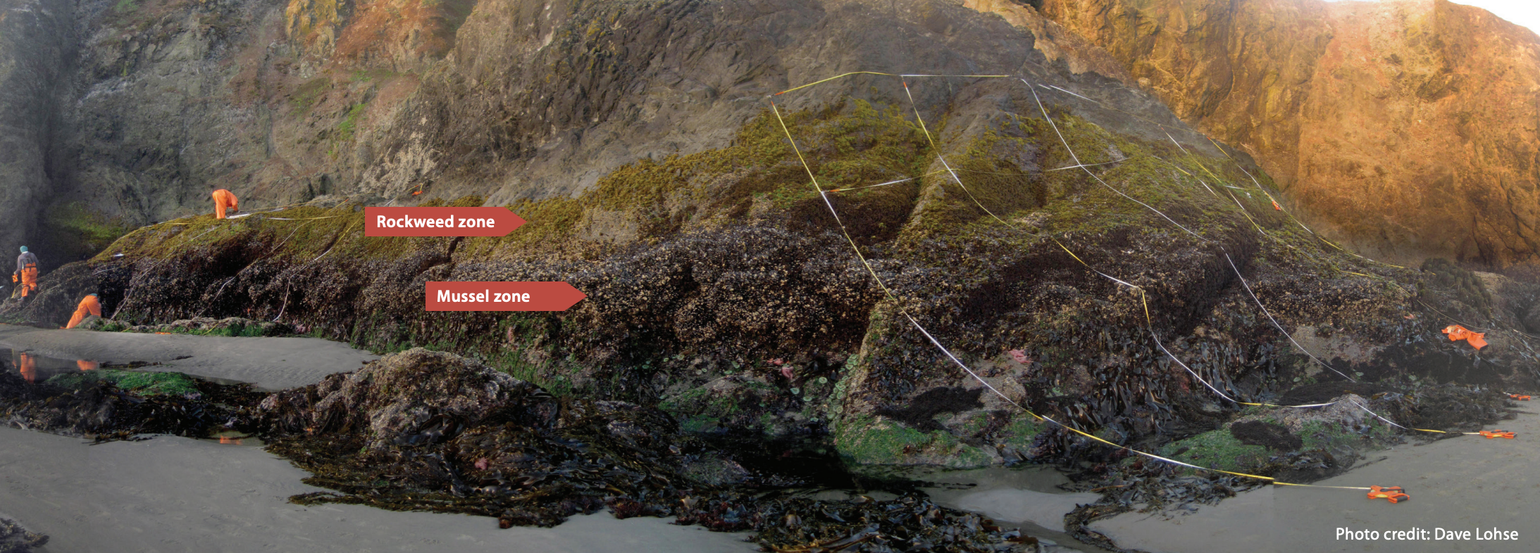 Rocky intertidal habitat split into sections.