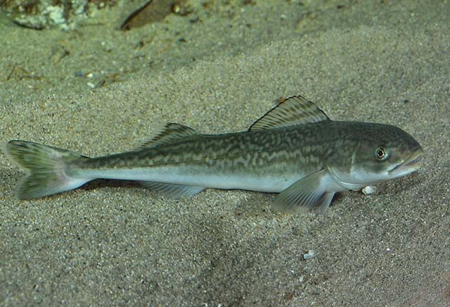 sablefish on sand