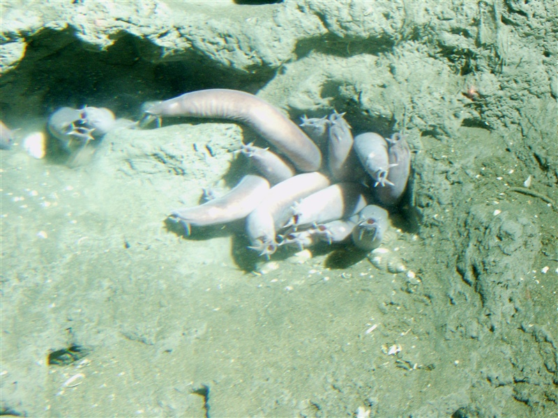 Pacific Hagfish in a hole in California's Cordell Bank National Marine Sanctuary