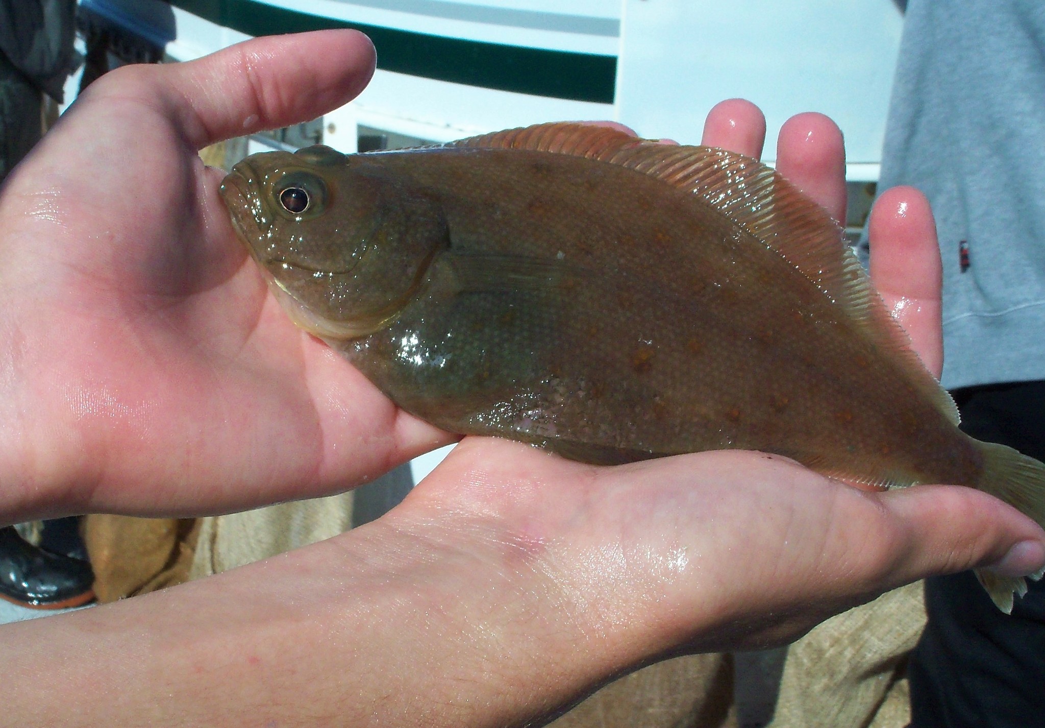 sanddab held by person