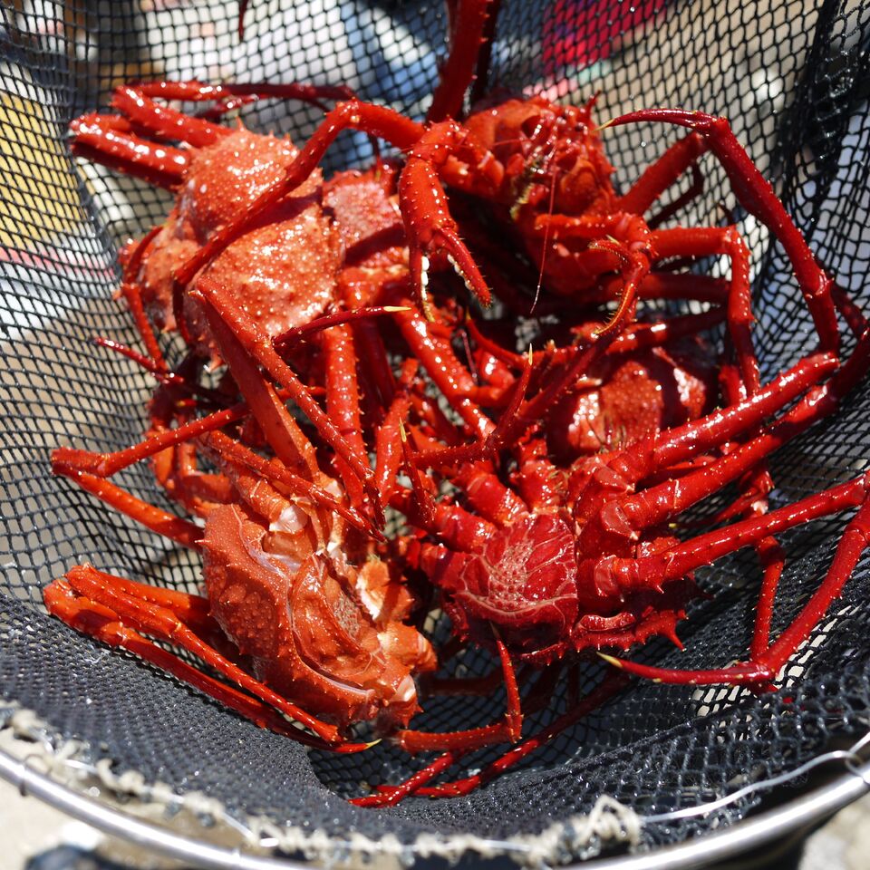 Scarlet king crab in net