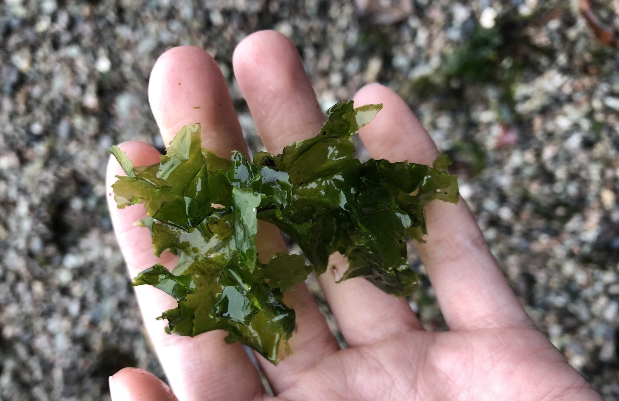 sea lettuce resting on a person's hand with gravel in the background.