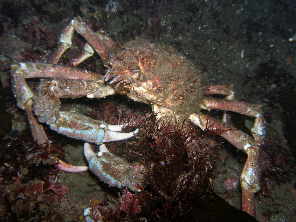 sheep crab