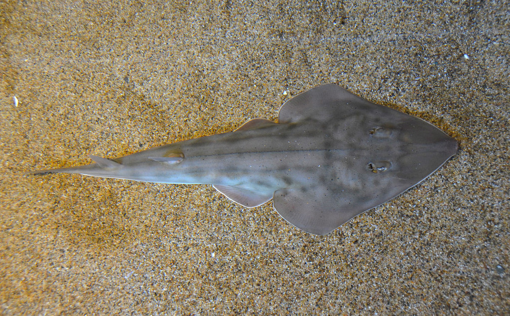 Shovelnose Guitarfish