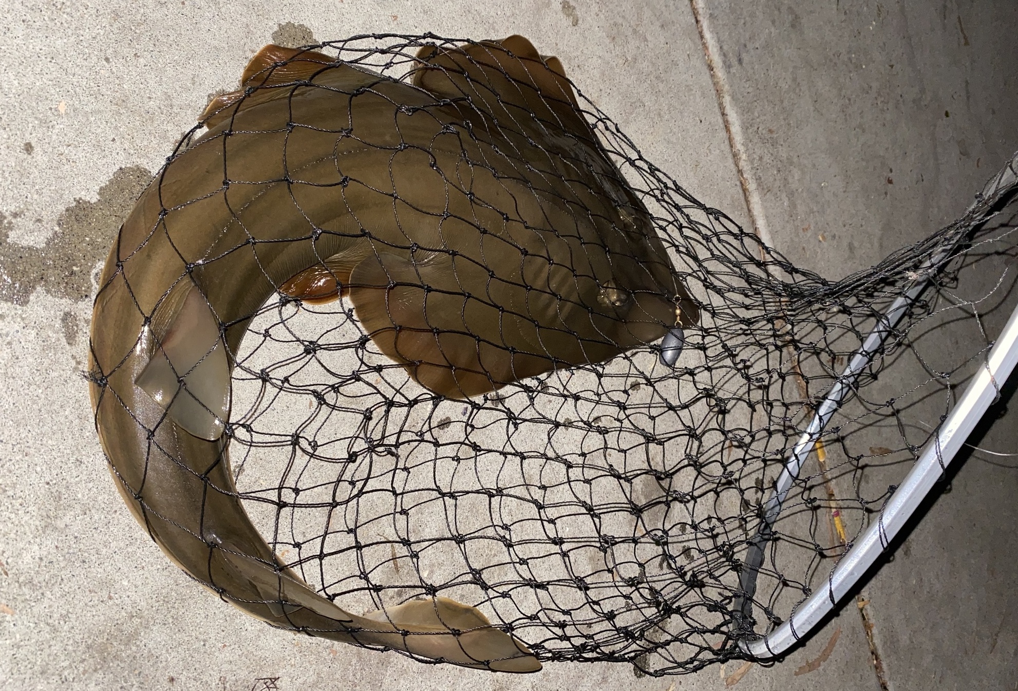 shovelnose guitarfish in net.