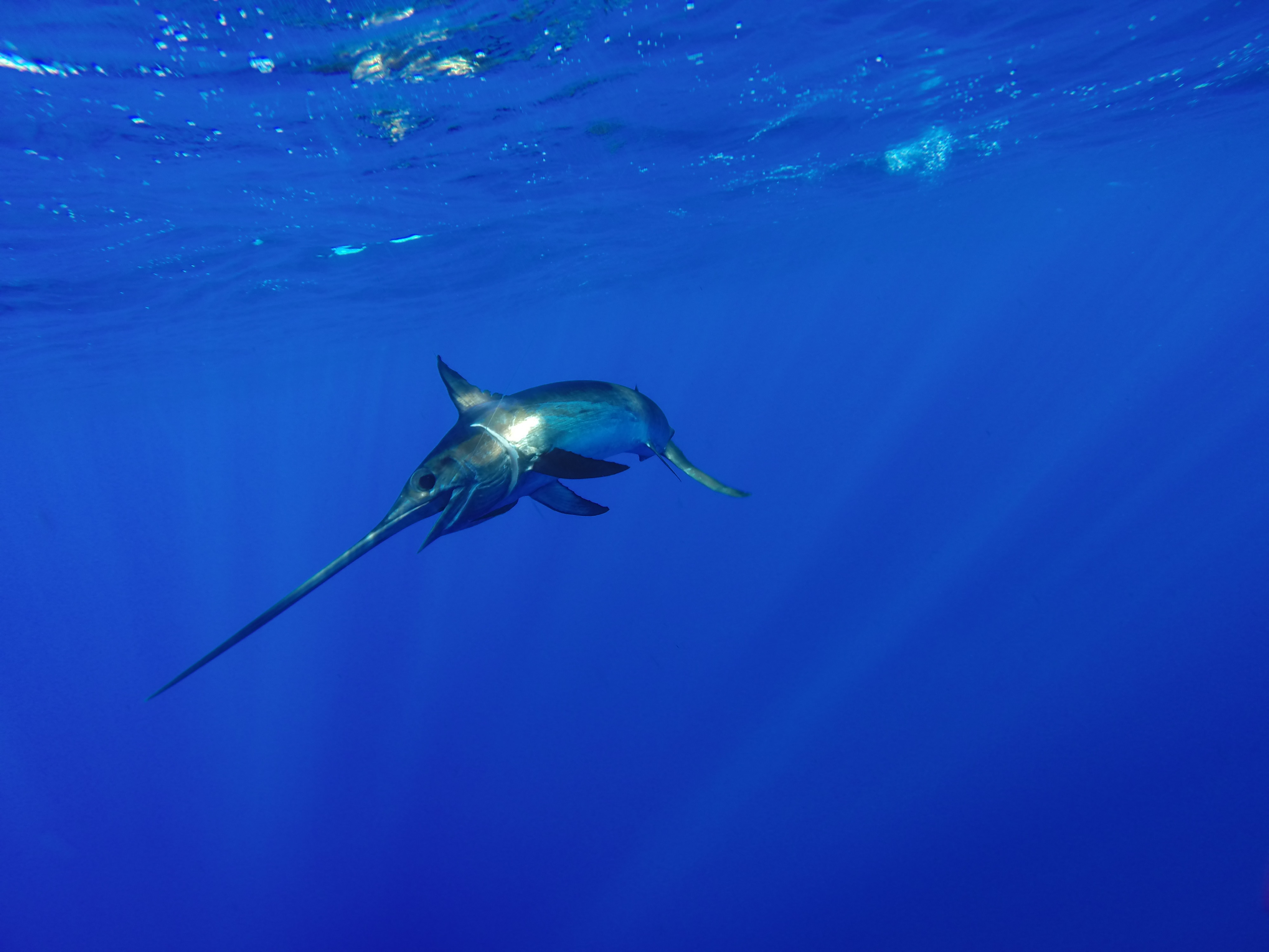 Swordfish in ocean