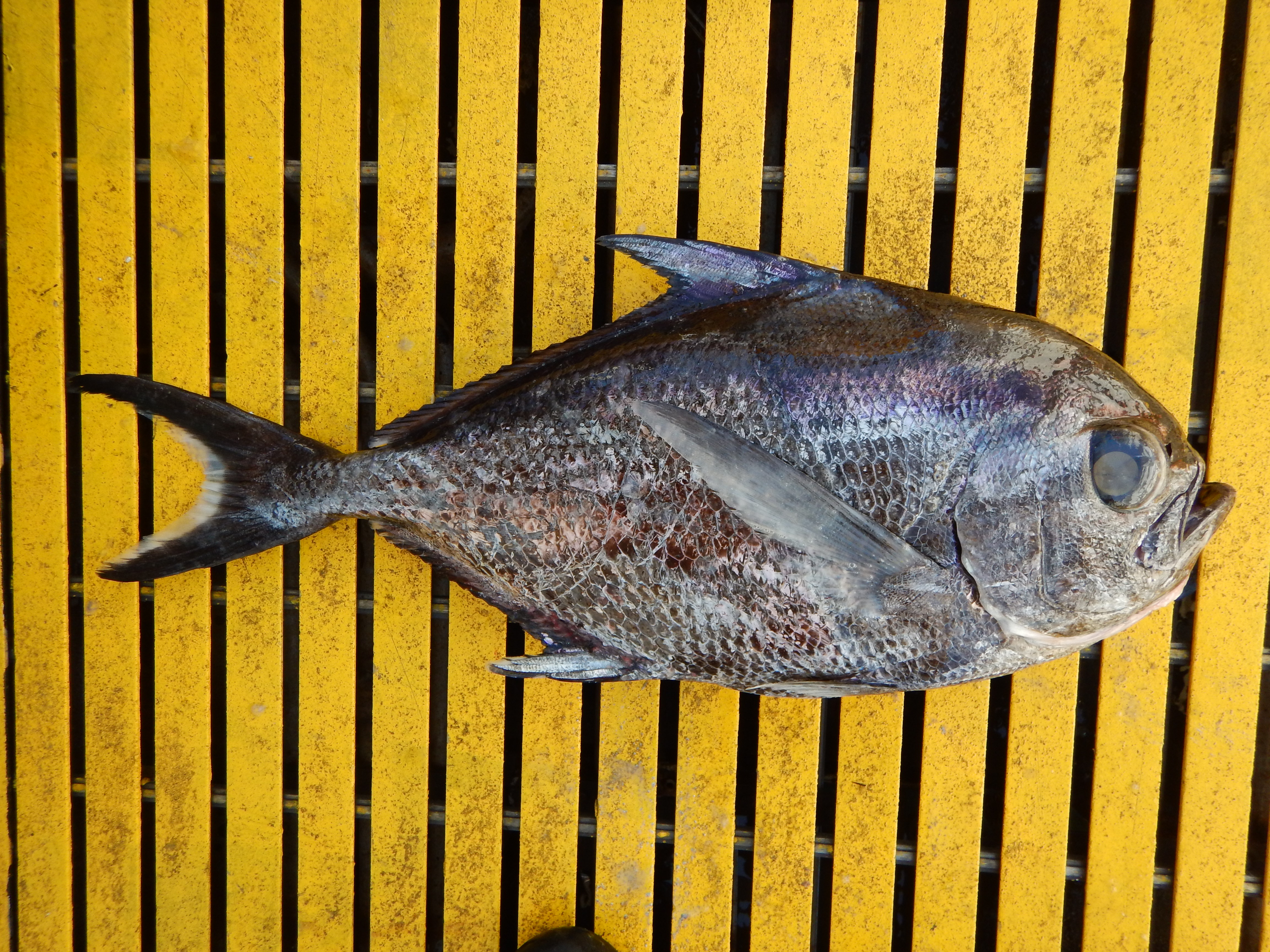 sickle pomfret laid on a yellow table