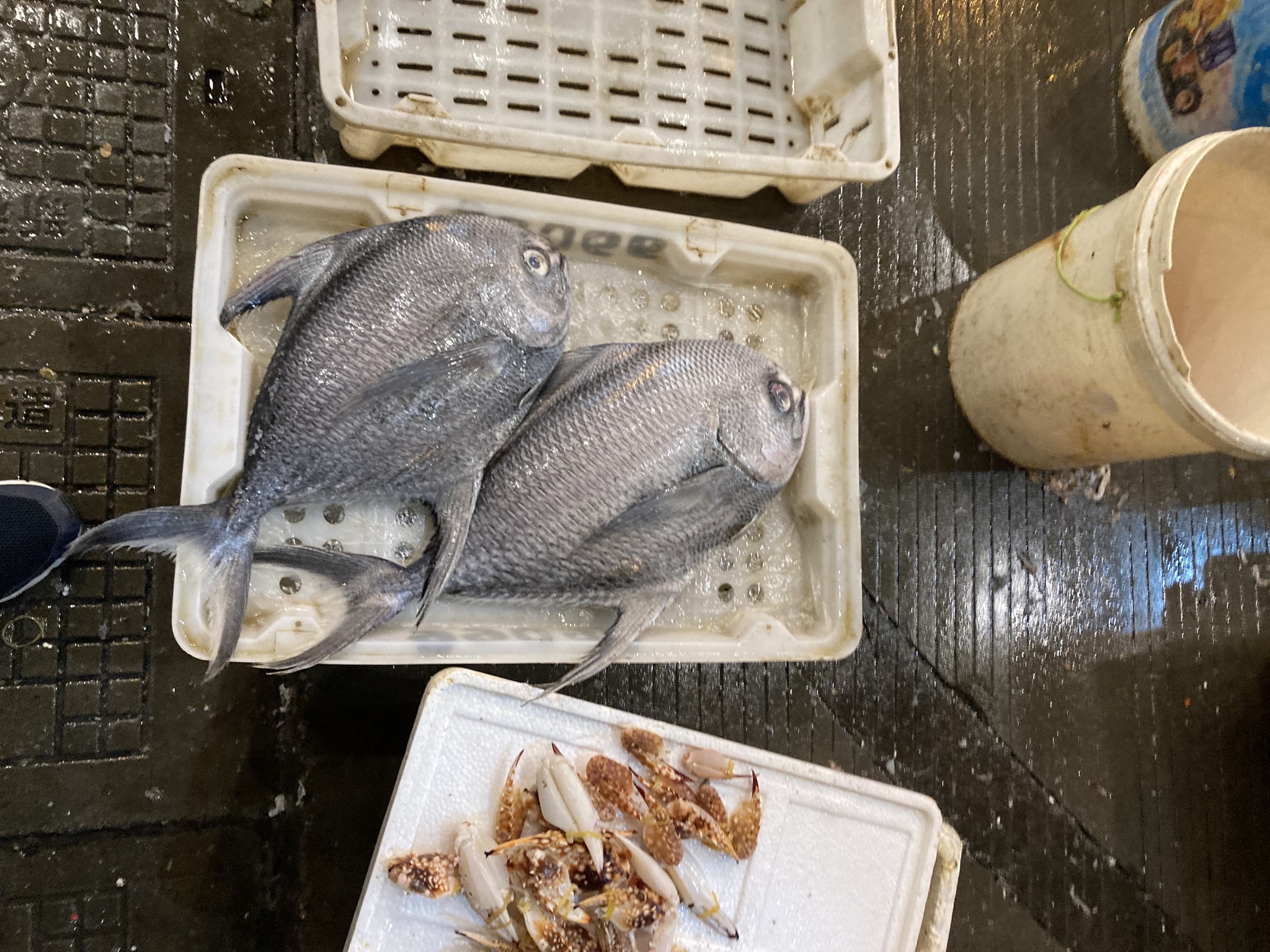 two sickle pomfrets on a tray next to two other trays, one tray has crab claws