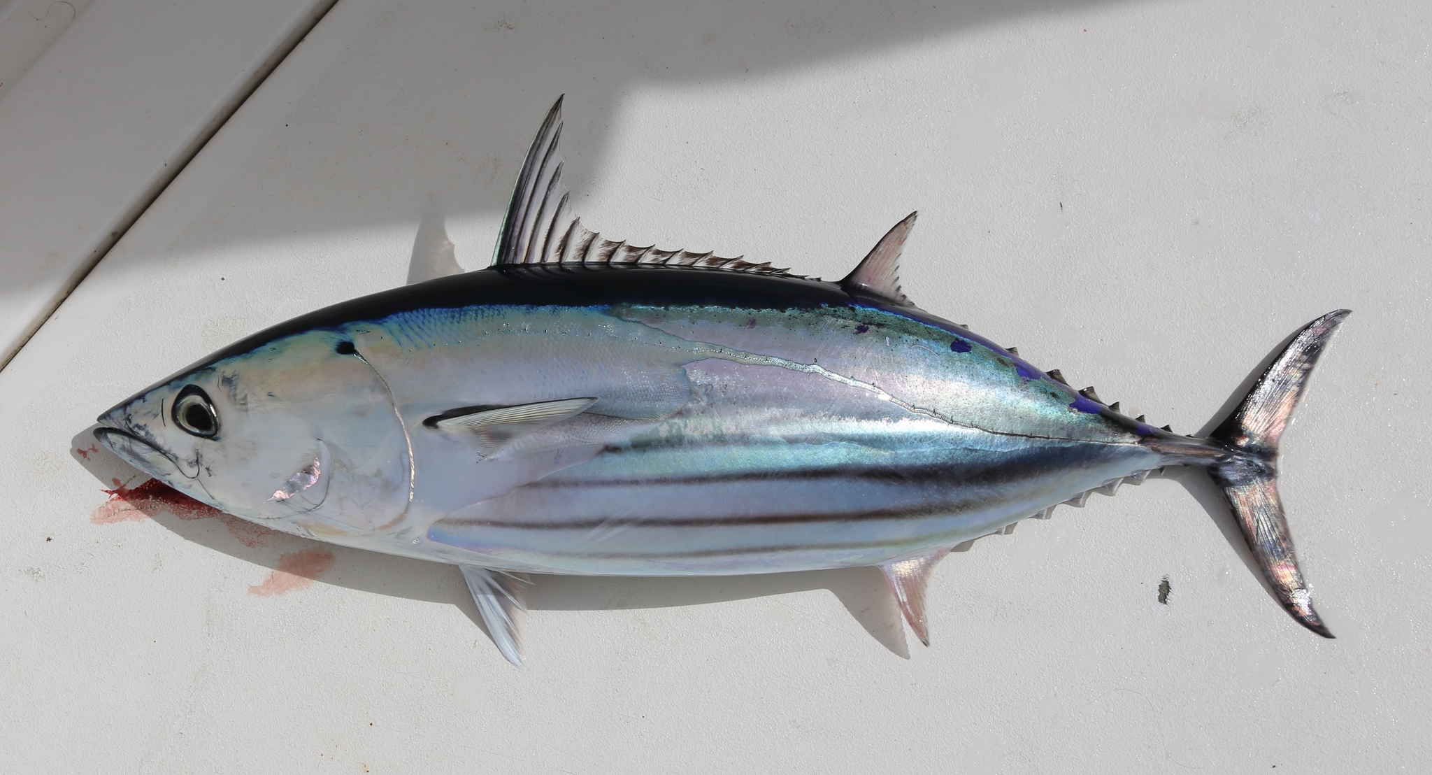 Pacific skipjack tuna