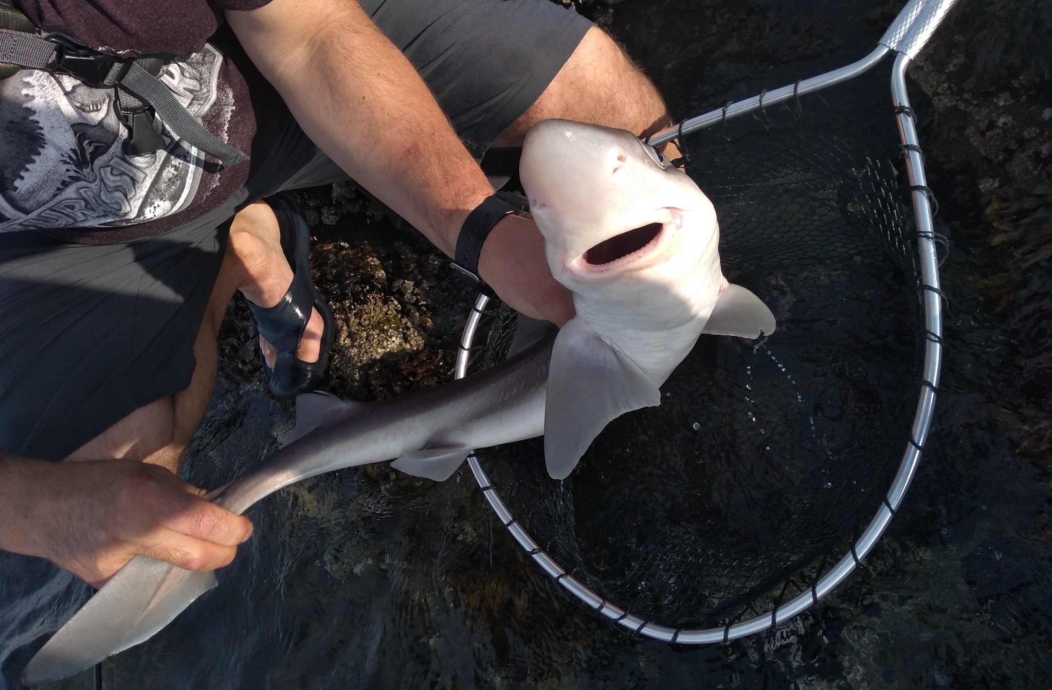 Spiny dogfish being held by fisherman, with a net underneath.