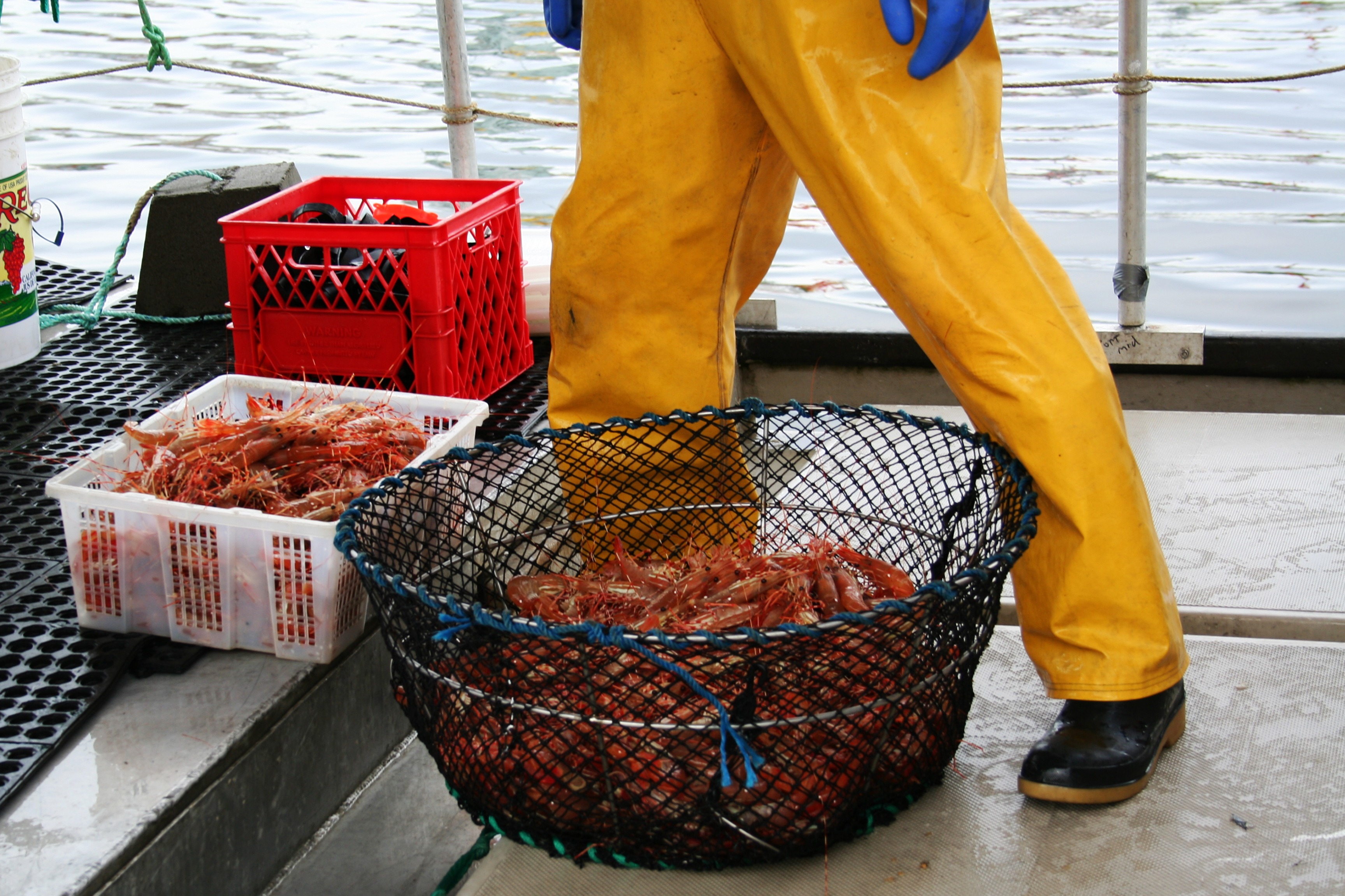 spot prawns in baskets with a person standing behind them