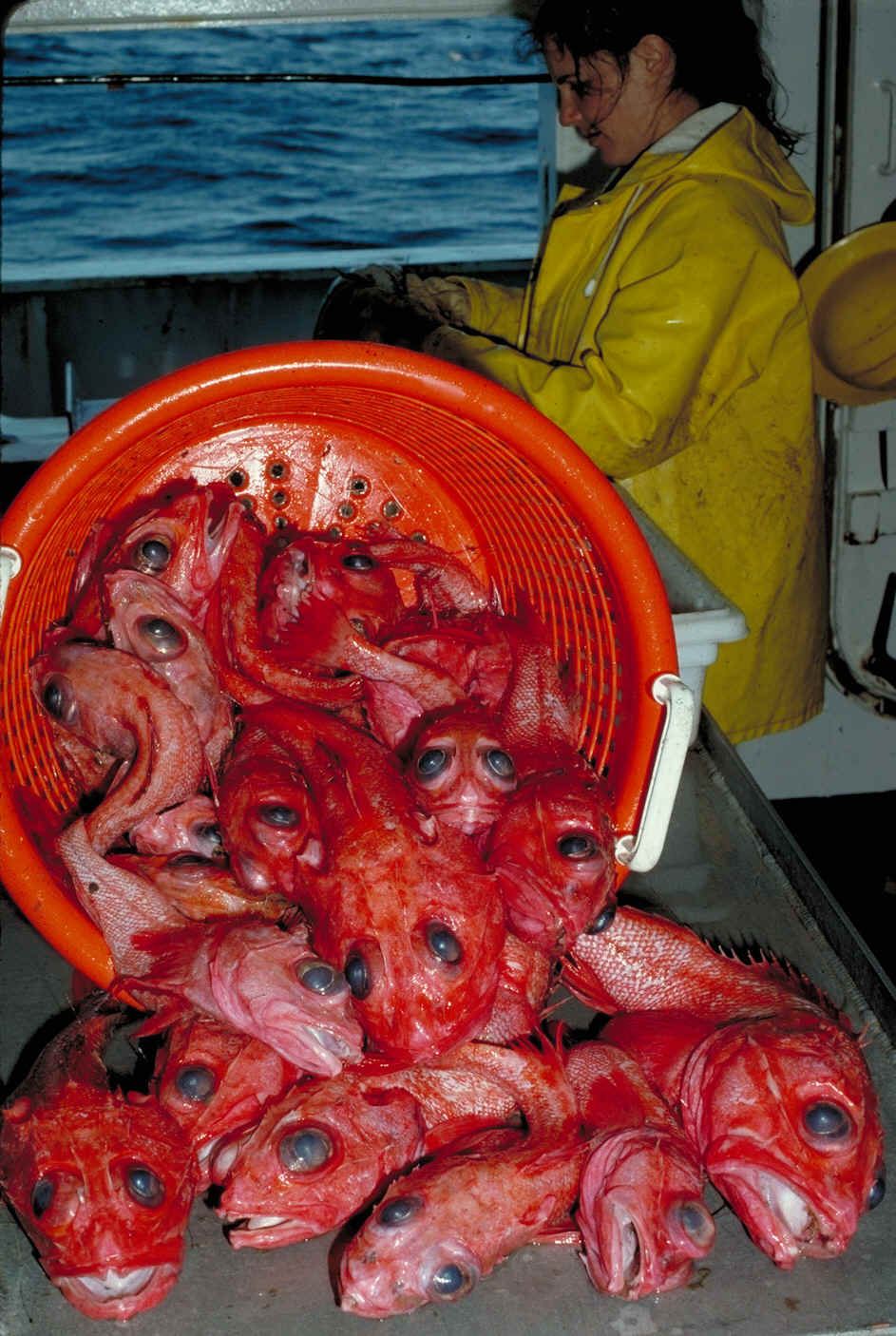 basket of thornyhead fish laid on its side with a person in the background