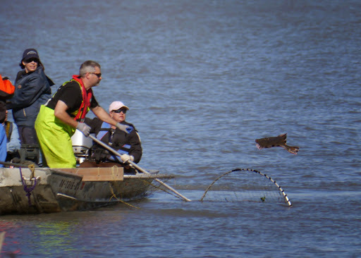 fishermen on boat with scoop net, one person is throwing back starry flounder into the water