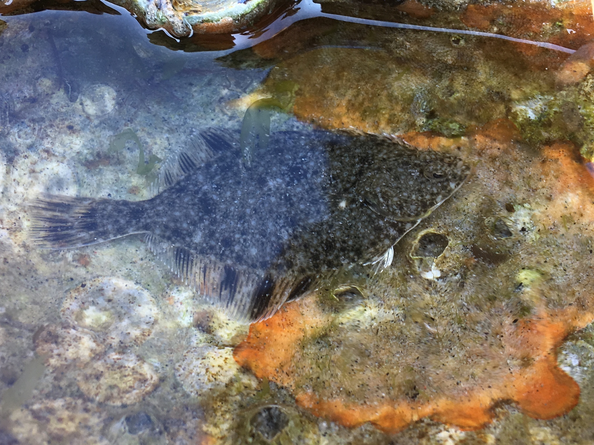 starry flounder underwater amongst substrate