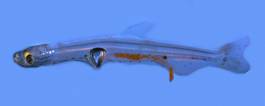 A high-resolution composite image of a larval Longfin Smelt. Note the otoliths present in the cranial cavity and the presence of the characteristic “triangular” swim bladder.