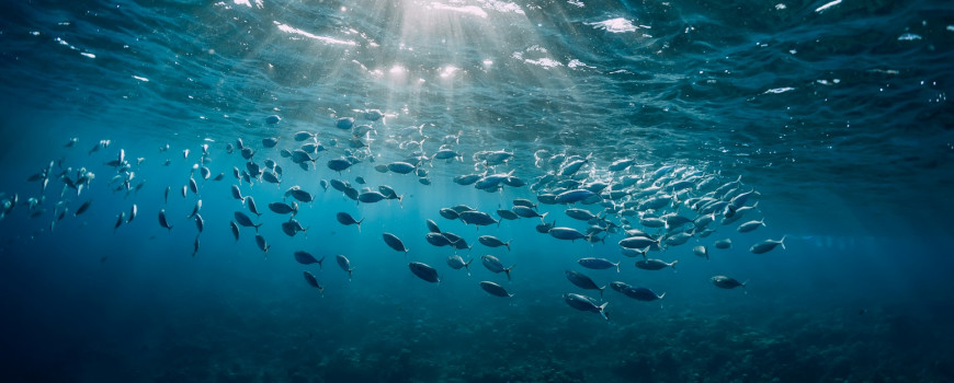 school of fish