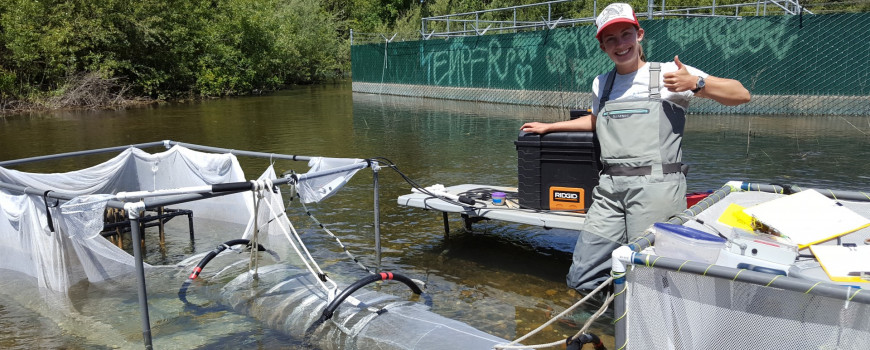 First field experiment set-up, where Megan timed hatchery and wild juvenile salmon swimming downstream through the enclosure with and without a plastic largemouth bass replica. Credit: Dave Fryxell