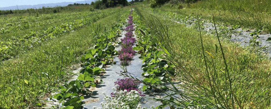 Agriculture land. Photo credit: Jessica Rudnick