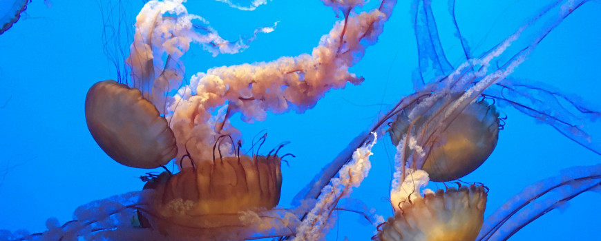 jellyfish underwater