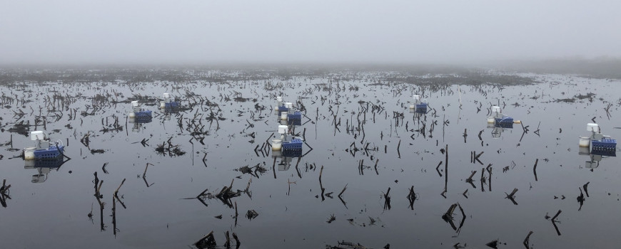 Automated chambers for greenhouse gas measurements, installed in a corn field during a fallow season flooding event.