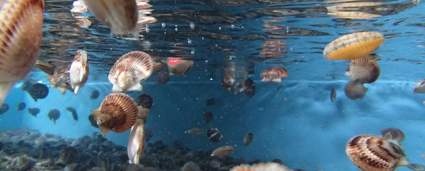 scallops swimming in tank - aquaculture